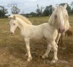 Colt