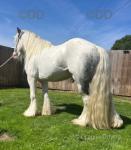 11.2hh Ride & Drive Gelding