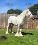 11.2hh Ride & Drive Gelding
