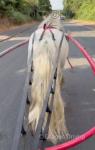 11.2hh Ride & Drive Gelding