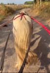 11.2hh Ride & Drive Gelding