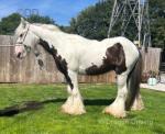 11.3hh Driving Gelding