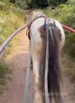 11.3hh Driving Gelding