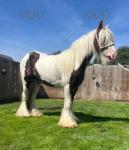 11.3hh Driving Gelding