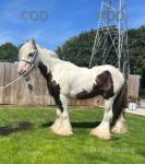 11.3hh Driving Gelding