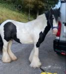 Mush, 11.2hh Ride & Drive Stallion