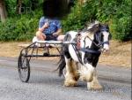 Mush, 11.2hh Ride & Drive Stallion