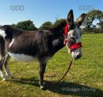 Jenny Donkey