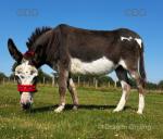 Jenny Donkey