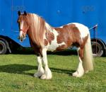 15hh Ride and Drive Gelding 