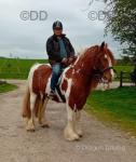 15hh Ride and Drive Gelding 