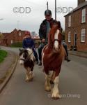 15hh Ride and Drive Gelding 