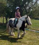 Fanta, 12.2hh Ride & Drive Gelding