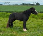11.2hh Ride & Drive Stallion