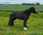 11.2hh Ride & Drive Stallion