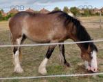 Saffron, Yearling Filly