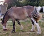 Saffron, Yearling Filly