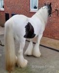 Saffron, Yearling Filly