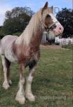 Saffron, Yearling Filly