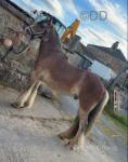 Ronnie, 14hh Gelding