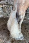 Ronnie, 14hh Gelding