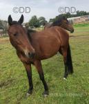 15.2hh Standardbred Riding Gelding