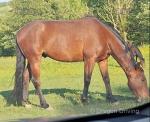 15.2hh Standardbred Riding Gelding