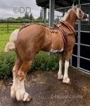 Gold Dust, 15.3hh Driving Stallion