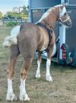 Gold Dust, 15.3hh Driving Stallion