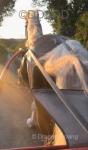Gold Dust, 15.3hh Driving Stallion