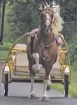 Gold Dust, 15.3hh Driving Stallion
