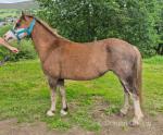 Afan Sal Bach, 10.3hh Welsh Section A Broodmare, Possibly in Foal