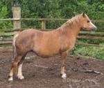 Afan Sal Bach, 10.3hh Welsh Section A Broodmare, Possibly in Foal