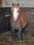 Afan Sal Bach, 10.3hh Welsh Section A Broodmare, Possibly in Foal