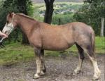 Afan Sal Bach, 10.3hh Welsh Section A Broodmare, Possibly in Foal