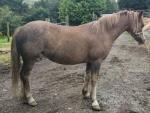 Afan Sal Bach, 10.3hh Welsh Section A Broodmare, Possibly in Foal