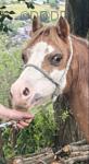Afan Sal Bach, 10.3hh Welsh Section A Broodmare, Possibly in Foal