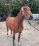 16hh Thoroughbred Mare