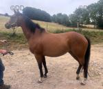 16hh Thoroughbred Mare