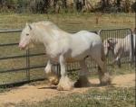 A proven horse, his foals can be seen.

