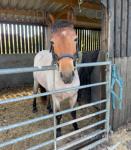 Alice, 2 Year Old Filly