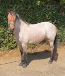 Alice, 2 Year Old Filly