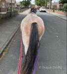 Alice, 2 Year Old Filly