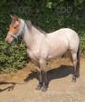 Alice, 2 Year Old Filly