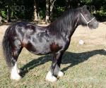 12hh Mare
