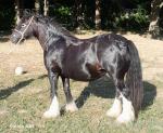 12hh Mare