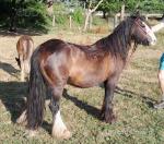 11.3hh Mare with Filly Foal at Foot