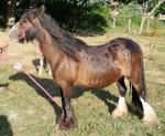11.3hh Mare with Filly Foal at Foot