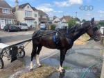 15.1hh Ride & Drive Stallion