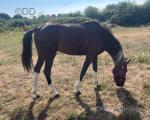 15.1hh Ride & Drive Stallion